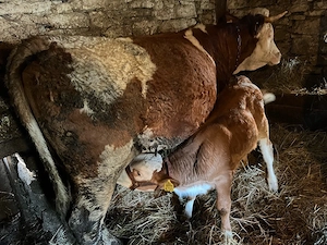 vaca cu vitel la prima fătare 