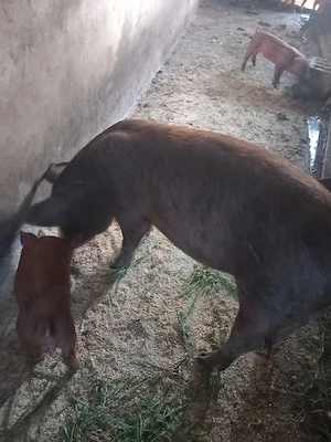 purcea pt rotisor cam 45 50 kg