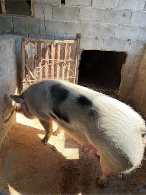 vand purcea pentru taiere