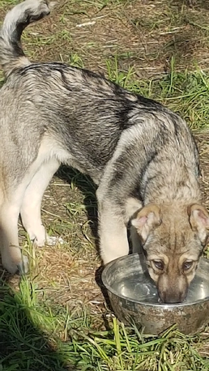 Catei Ciobanesc de Asia Centrala,catel