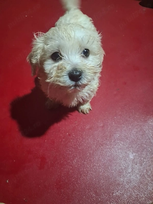 Căutăm căsuța nouă      6 băieți și o fetiță   Mai multe detalii în privat 