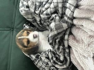 Pui Beagle Femela - imagine 2