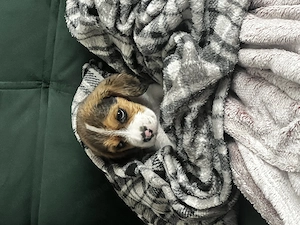 Pui Beagle Femela - imagine 3