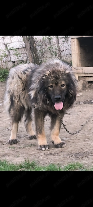 Mascul Ciobanesc 