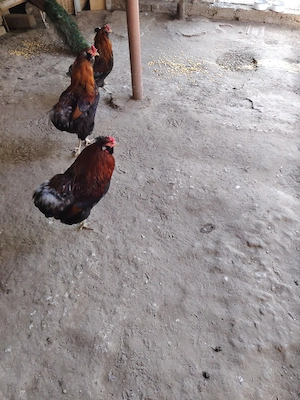 Vând  cocoș Araucana