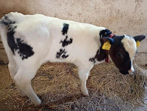 Vând Vițea Belgiană 