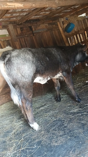 Vitea belgiana 4 luni