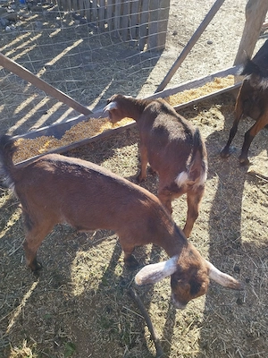 vand 2iedute.     ! - imagine 5