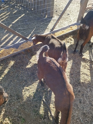 vand 2iedute.     ! - imagine 3