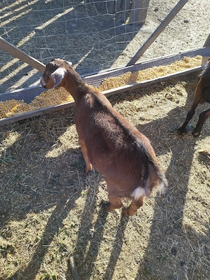 vand 2iedute.     ! - imagine 2