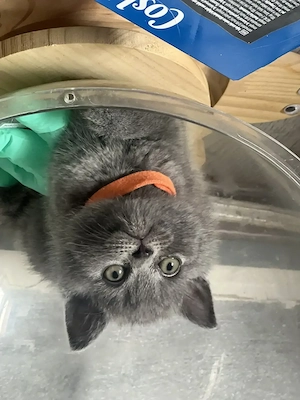 British shorthair blue  & british shorthair white - imagine 3