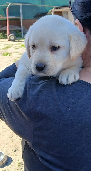 Căței Labrador Retriever  - imagine 4