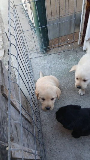 Căței Labrador Retriever  - imagine 5