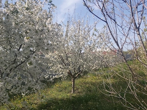 Teren intravilan, Loc de casa - imagine 9