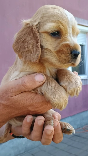 Pui de cocker spaniel rasă pură.