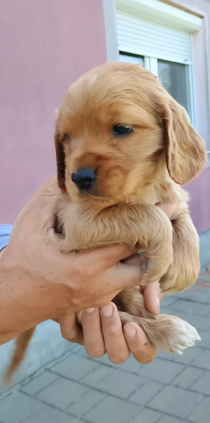 Pui de cocker spaniel de rasă pură  - imagine 4