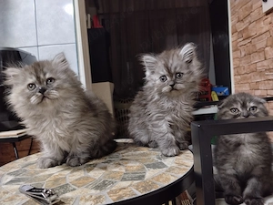 Pisicuțe scottish fold și straight, long hair și short hair