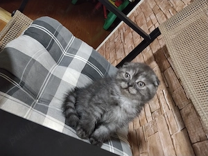 Pisicuțe scottish fold și straight, long hair și short hair - imagine 5