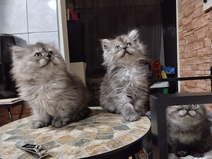 Pisicuțe scottish fold și straight, long hair și short hair - imagine 2
