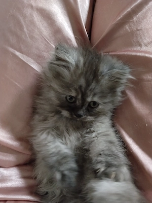 Pisicuțe scottish fold și straight, long hair și short hair - imagine 4