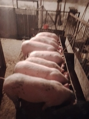 Vand soldani 45-65 kg - imagine 3