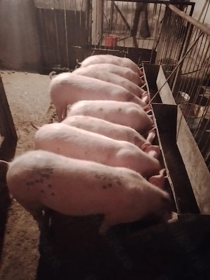 Vand soldani 45-65 kg - imagine 2