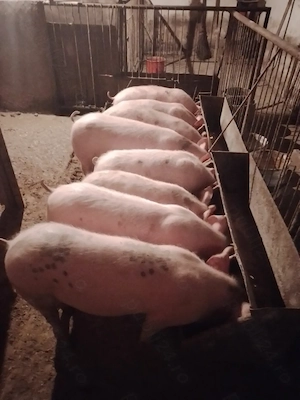 Vand soldani 45-65 kg