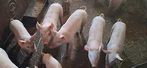 Purcei de arvunit , landrace   marele alb 