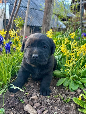 Labrador Retriver - imagine 2