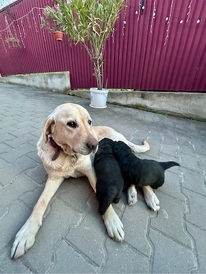 Labrador Retriver - imagine 4