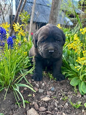 Labrador Retriver - imagine 3