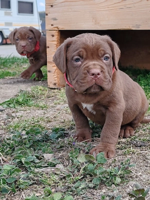 Cane corso disponibile  - imagine 3