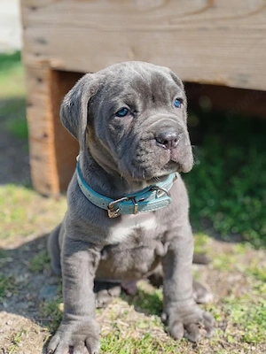 Cane corso disponibile  - imagine 2