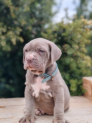 Cane corso disponibile  - imagine 4