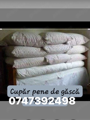 cupâ pene de gâscâ 