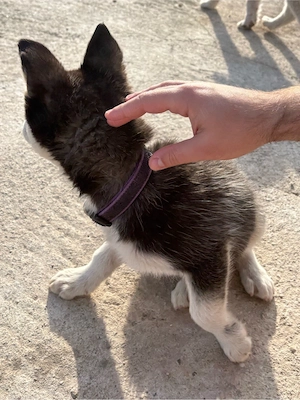 Pui Husky Siberian