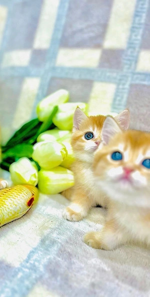 Puiuți British shorthair golden  - imagine 3