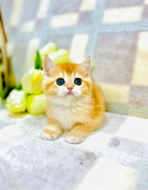Puiuți British shorthair golden 