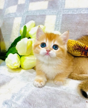 Puiuți British shorthair golden  - imagine 2