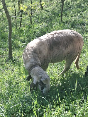 Vând berbec rasa Bergamasca