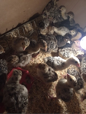 Pui de curcă - imagine 4