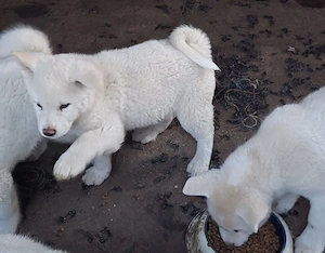 Pui,Akita Inu Alb. Rasa pură.  - imagine 4
