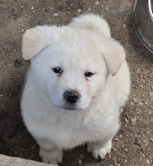 Pui,Akita Inu Alb. Rasa pură.  - imagine 5