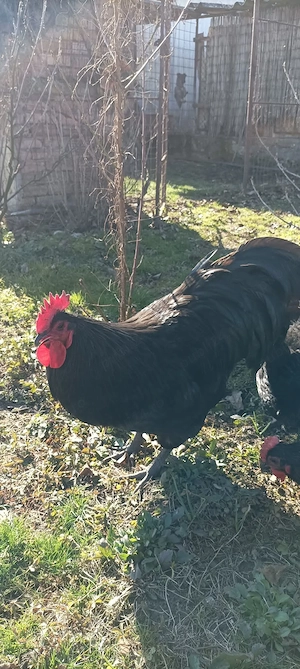 Australorp negru si albastru, oua pentru incubat si familii reproducatoare de 4+1