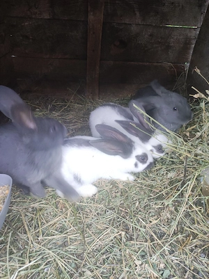 iepuri de rasa Fluture german  - imagine 3