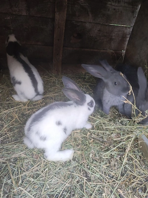 iepuri de rasa Fluture german  - imagine 2