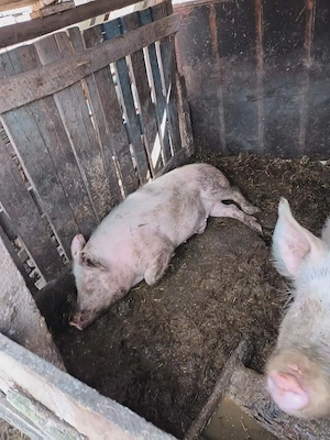 Vand 4 porci ,  greutati intre 100 si 150 kg