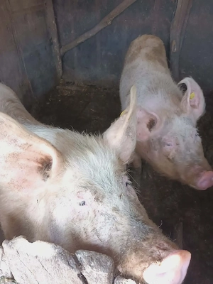 Vand 4 porci ,  greutati intre 100 si 150 kg - imagine 2