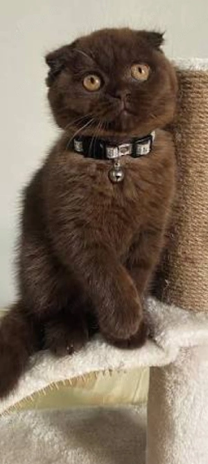 scottish fold!!!