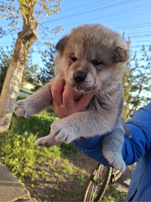 Akita Inu de vânzare Mascul - imagine 2